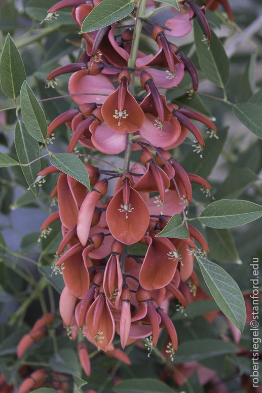 arizona garden